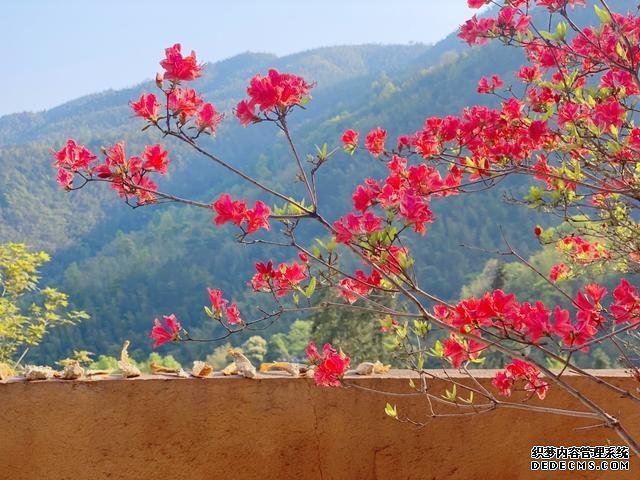 自驾2h，在千年银杏旁山间民宿寻幽赏花、酌酒邀