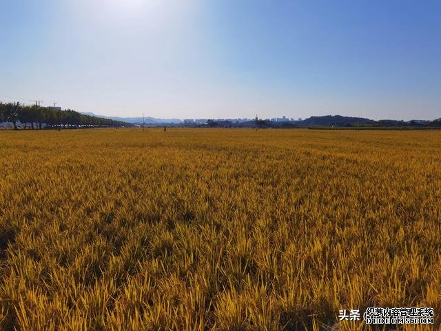 享受田园风光，广州增城绝佳打卡景点：丝苗米