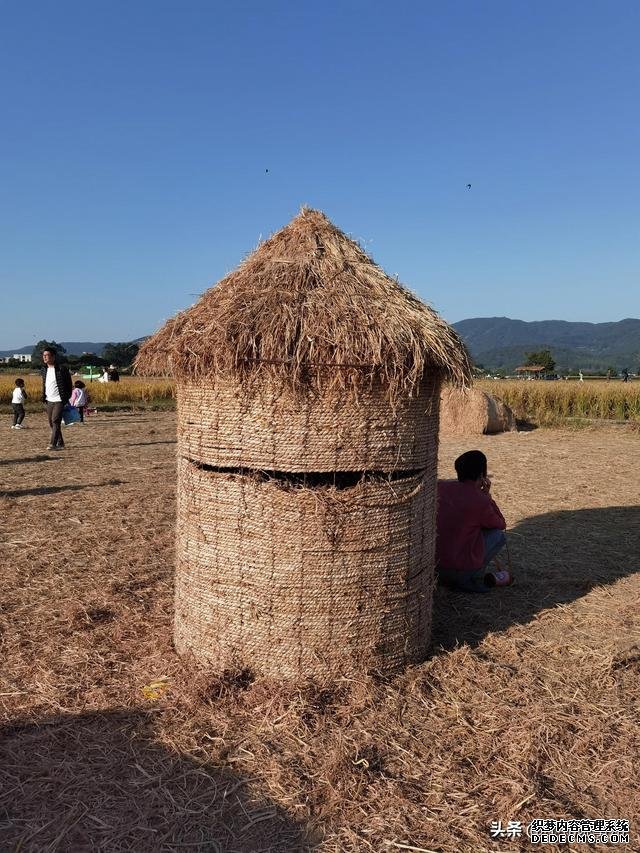 享受田园风光，广州增城绝佳打卡景点：丝苗米