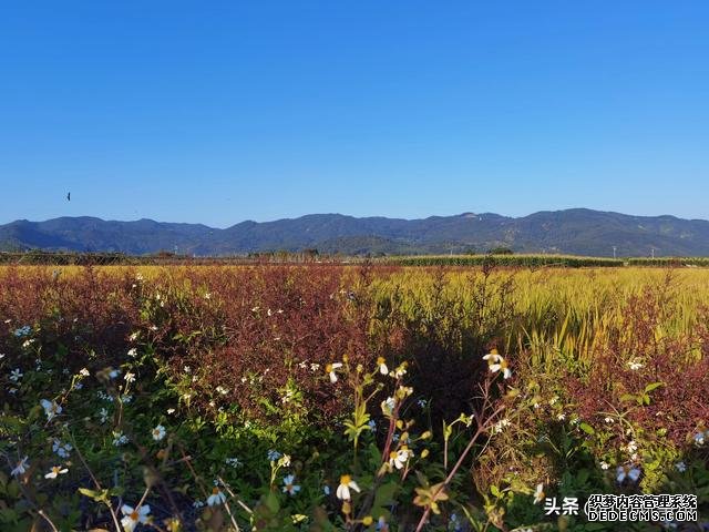 享受田园风光，广州增城绝佳打卡景点：丝苗米