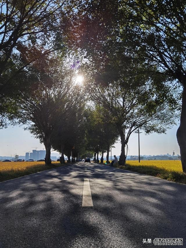 享受田园风光，广州增城绝佳打卡景点：丝苗米