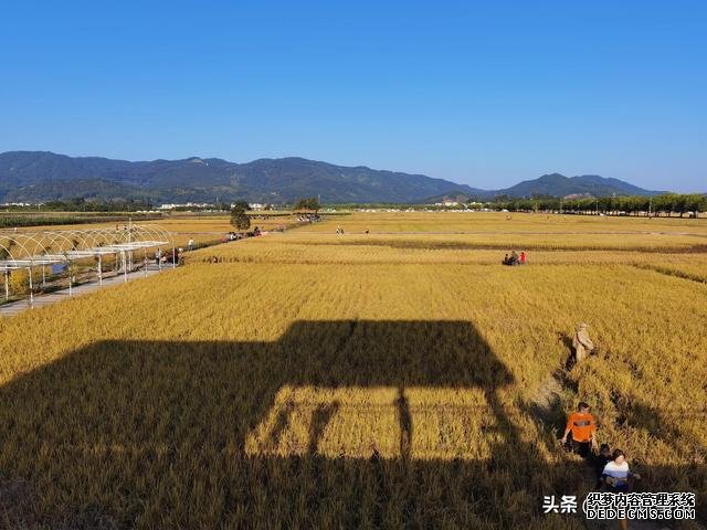 享受田园风光，广州增城绝佳打卡景点：丝苗米