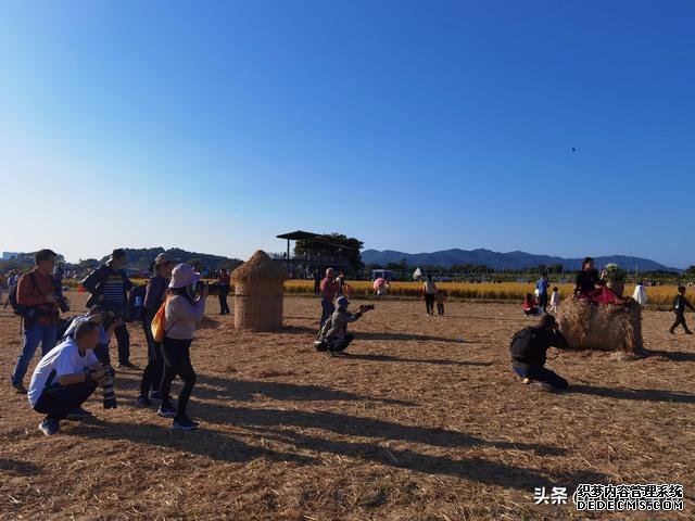 享受田园风光，广州增城绝佳打卡景点：丝苗米